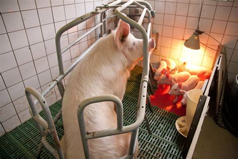 overdue na inahing baboy|Matagal at Hirap Manganak ang Baboy .